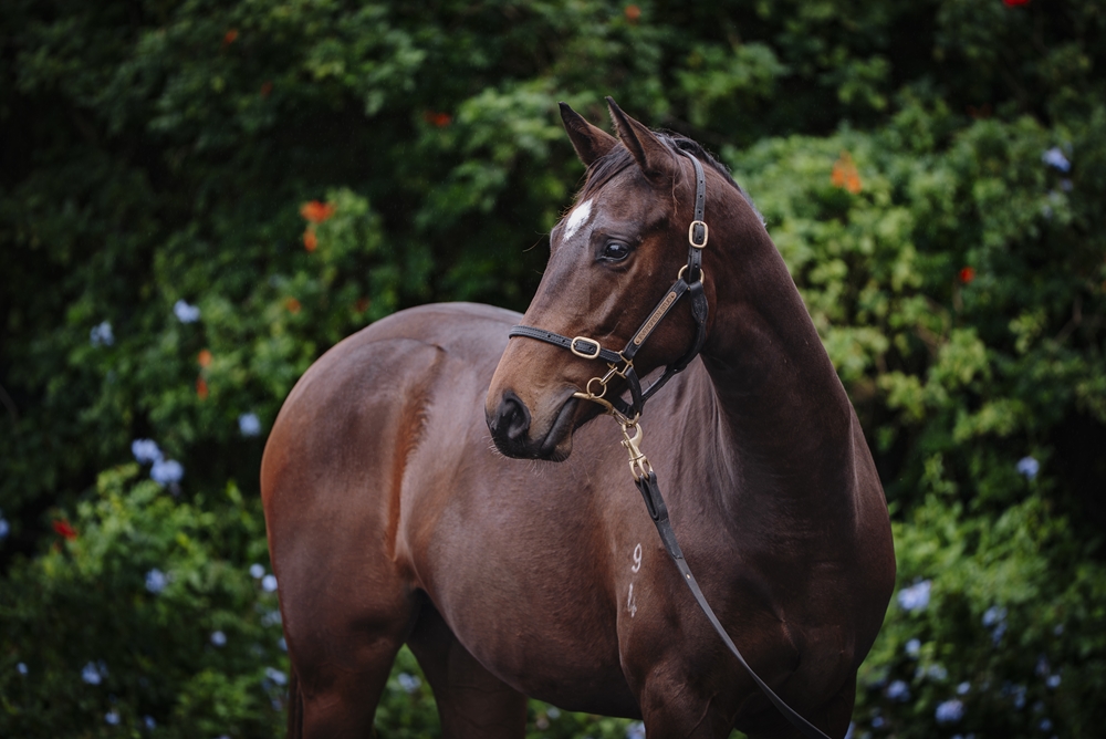 Headwater (AUS) / Abscissa (AUS) 2024 Filly - Image 2