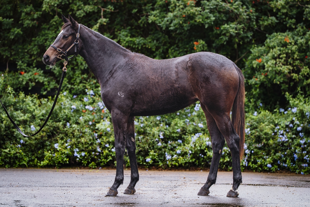 Royal Meeting (IRE) / Black Bess (AUS) 2024 Filly - Image 1