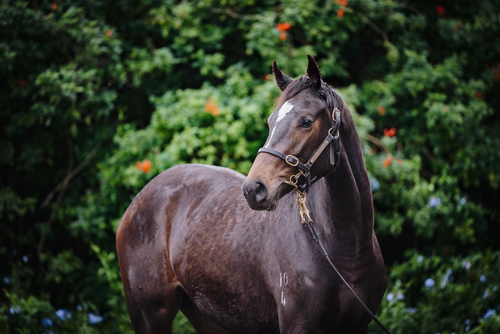 Royal Meeting (IRE) / Black Bess (AUS) 2024 Filly - Image 2