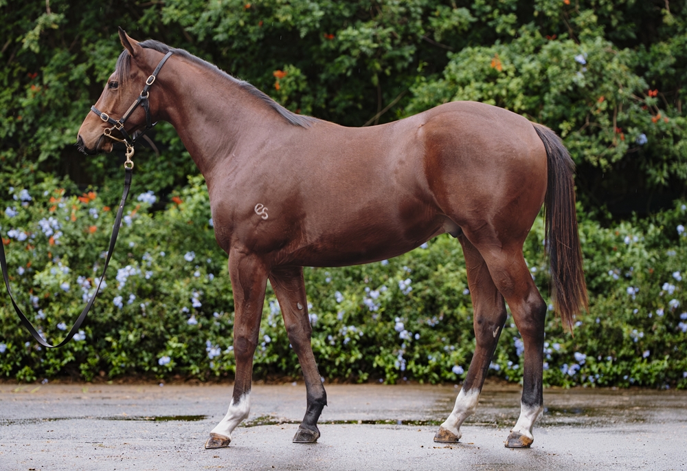 Exceedance (AUS) / Bound to Blush (AUS) 2024 Colt - Image 1