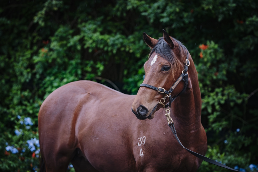 Exceedance (AUS) / Bound to Blush (AUS) 2024 Colt - Image 2