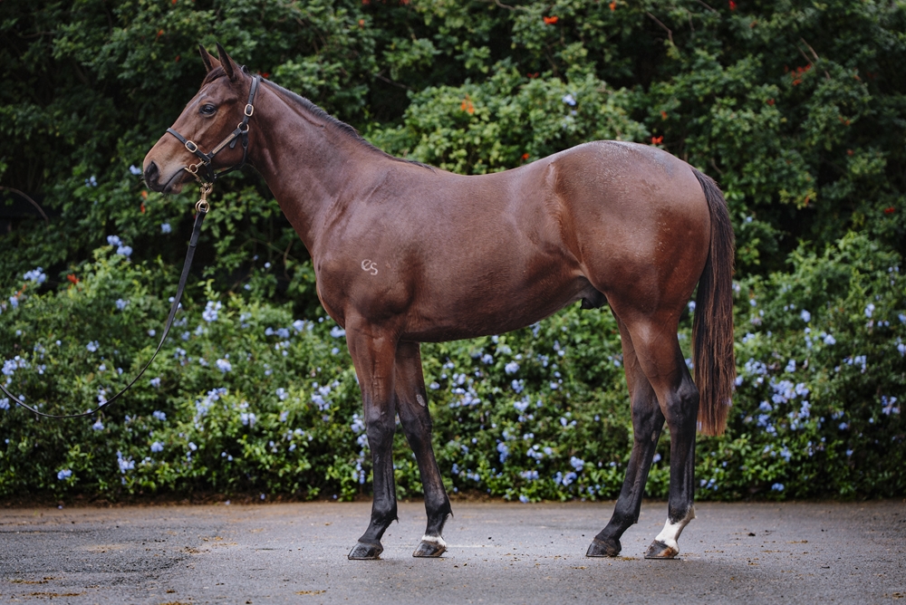 North Pacific (AUS) / Dux (AUS) 2024 Colt - Image 1