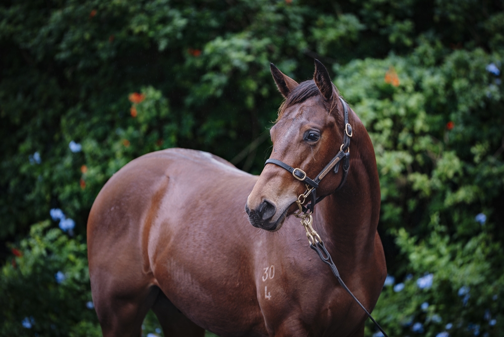 North Pacific (AUS) / Dux (AUS) 2024 Colt - Image 2