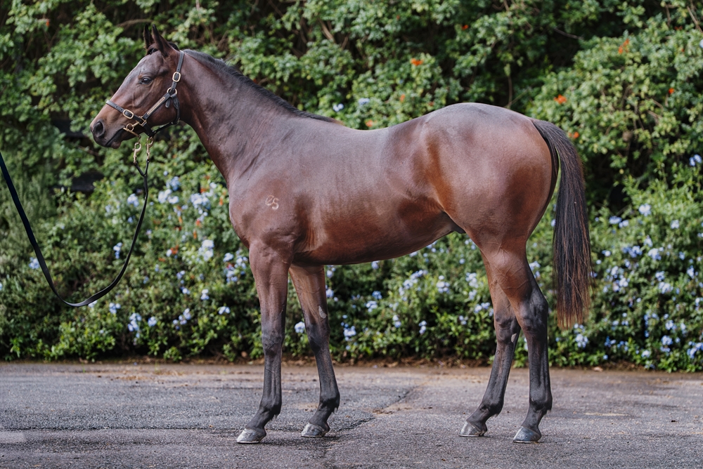 State of Rest (IRE) / Porcellanus (NZ) 2024 Colt - Image 1