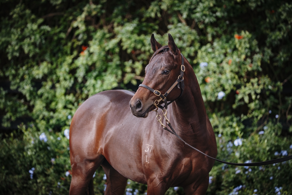 State of Rest (IRE) / Porcellanus (NZ) 2024 Colt - Image 2