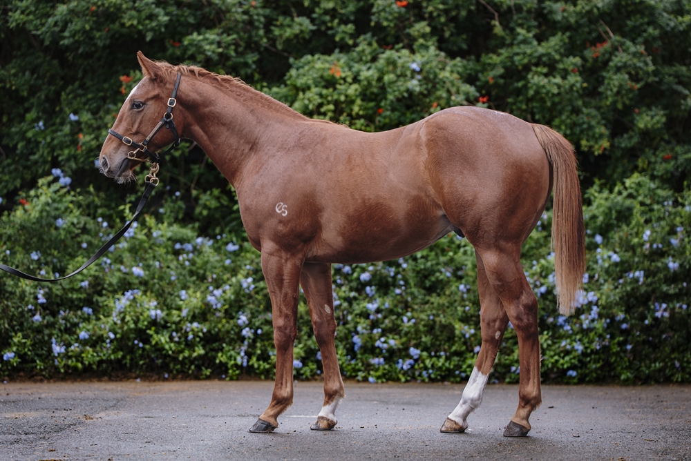 Star Turn (AUS) / Single Again (AUS) 2024 Colt - Image 1