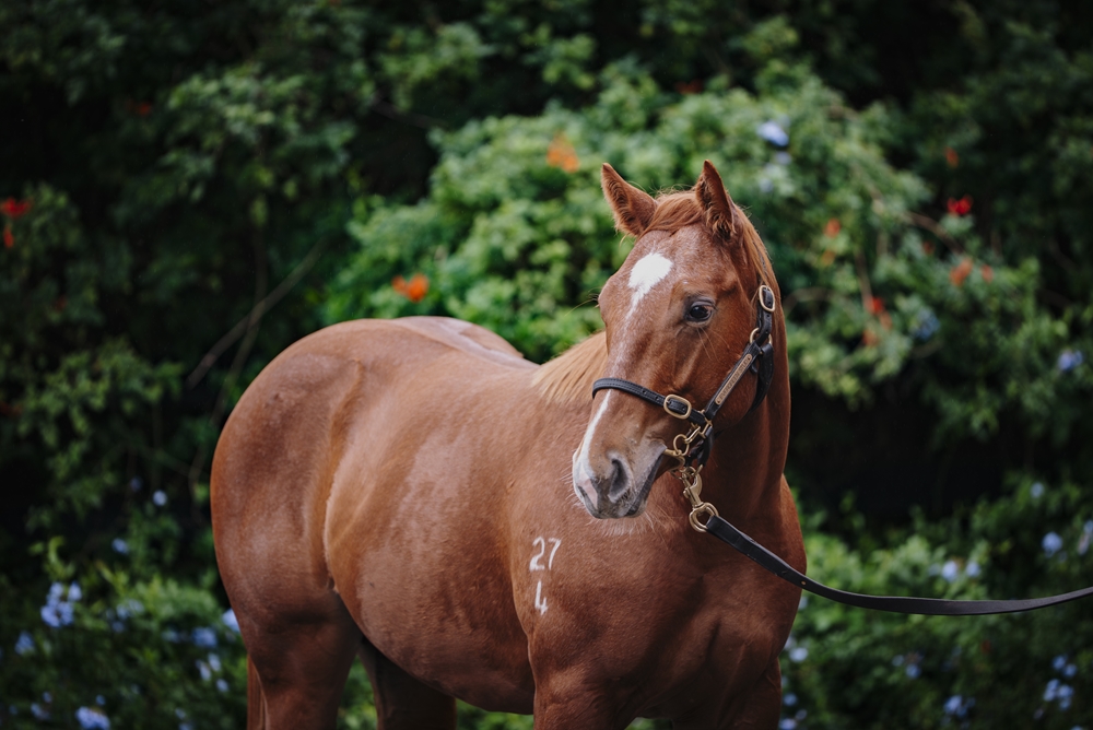 Star Turn (AUS) / Single Again (AUS) 2024 Colt - Image 2