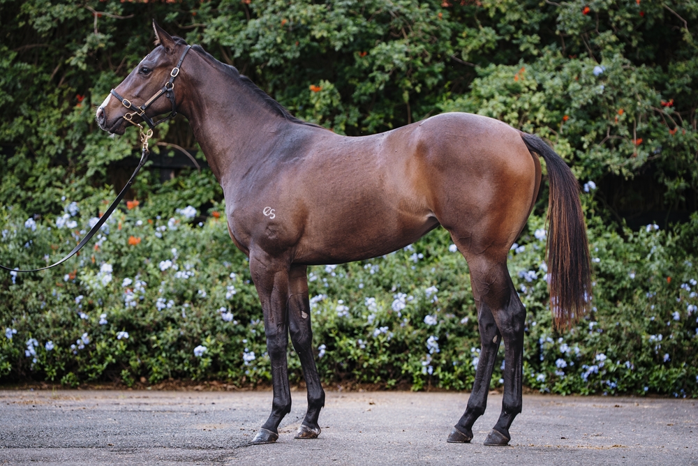 Cosmic Force (AUS) / Wild Grace (AUS) 2024 Filly - Image 1