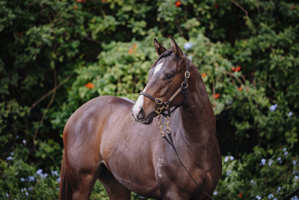 Cosmic Force (AUS) / Wild Grace (AUS) 2024 Filly - Image 2