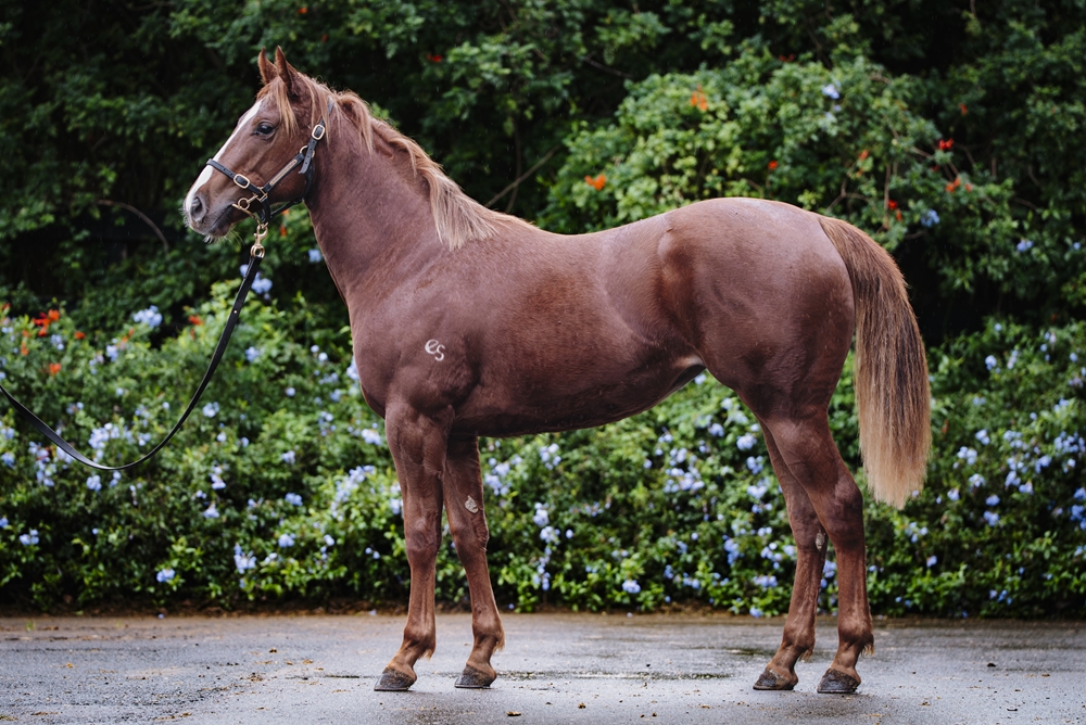 Time to Reign (AUS) / Atta Gal (AUS) 2024 Filly - Image 1