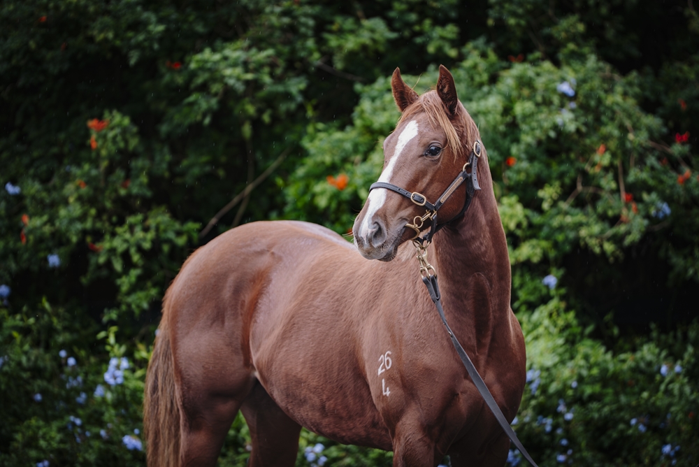 Time to Reign (AUS) / Atta Gal (AUS) 2024 Filly - Image 2