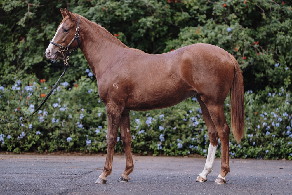 Supido (AUS) / Dulcima (AUS) 2024 Filly - Image 1