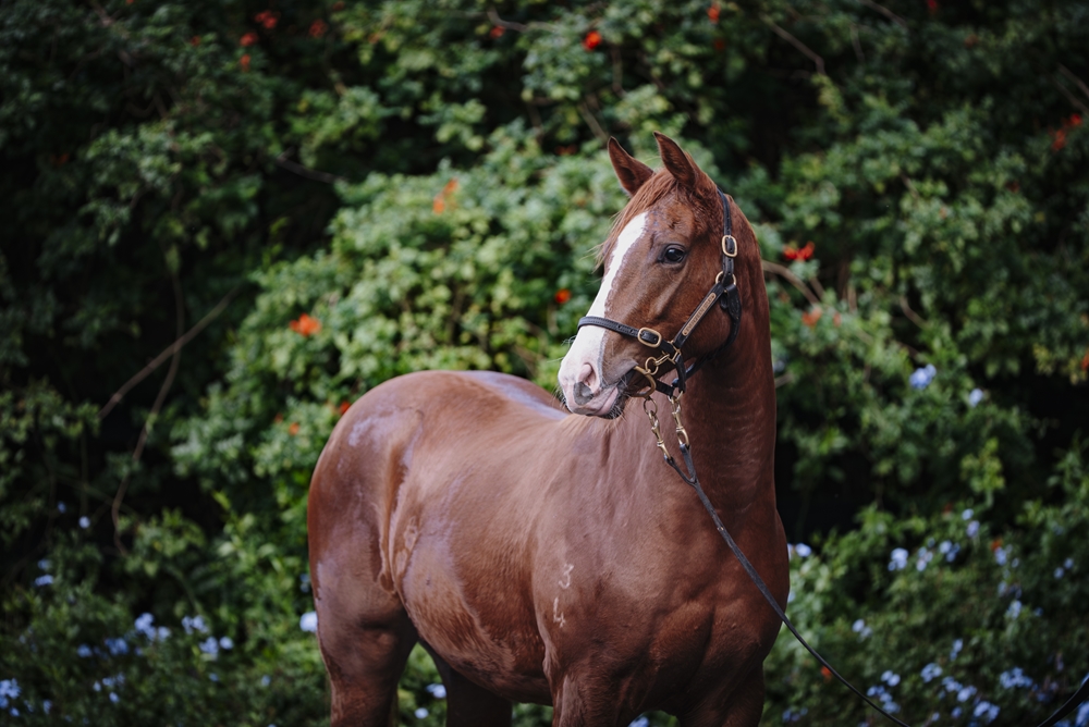 Supido (AUS) / Dulcima (AUS) 2024 Filly - Image 2