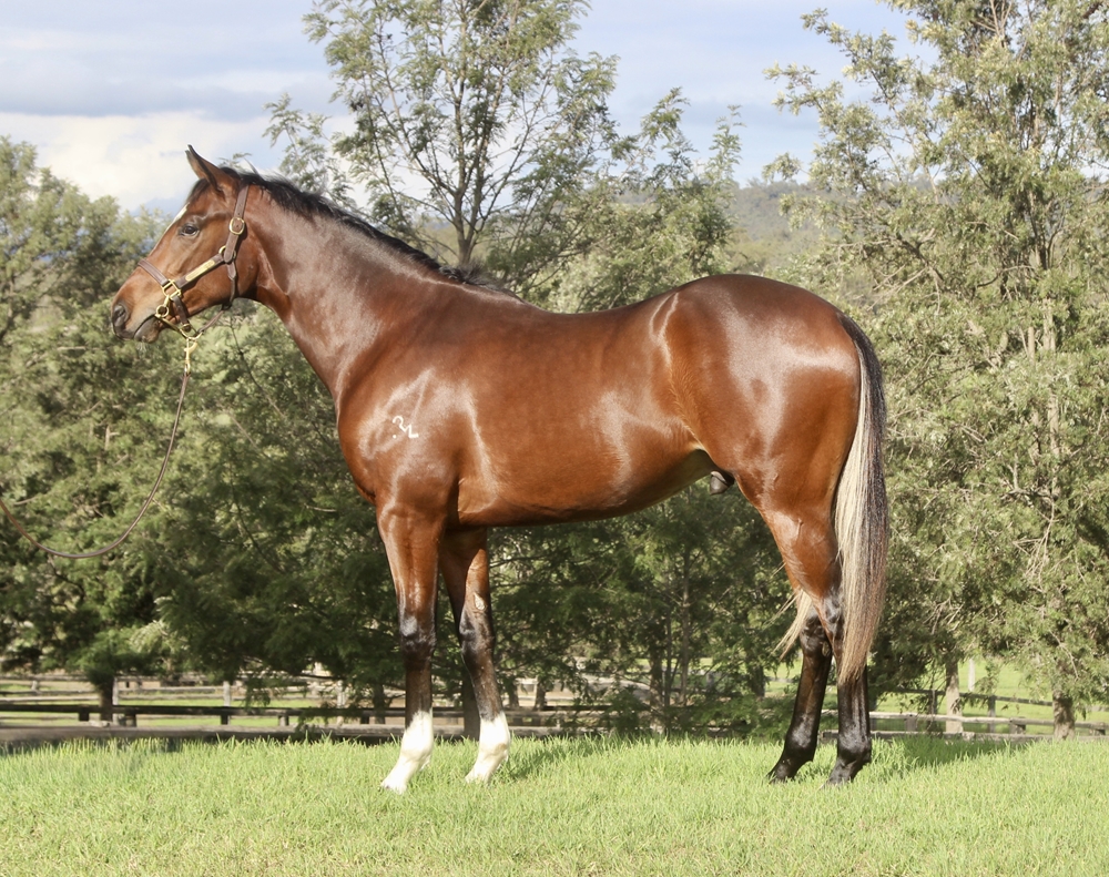 Dundeel (NZ) / Zihuatanejo (AUS) 2024 Colt - Image 1