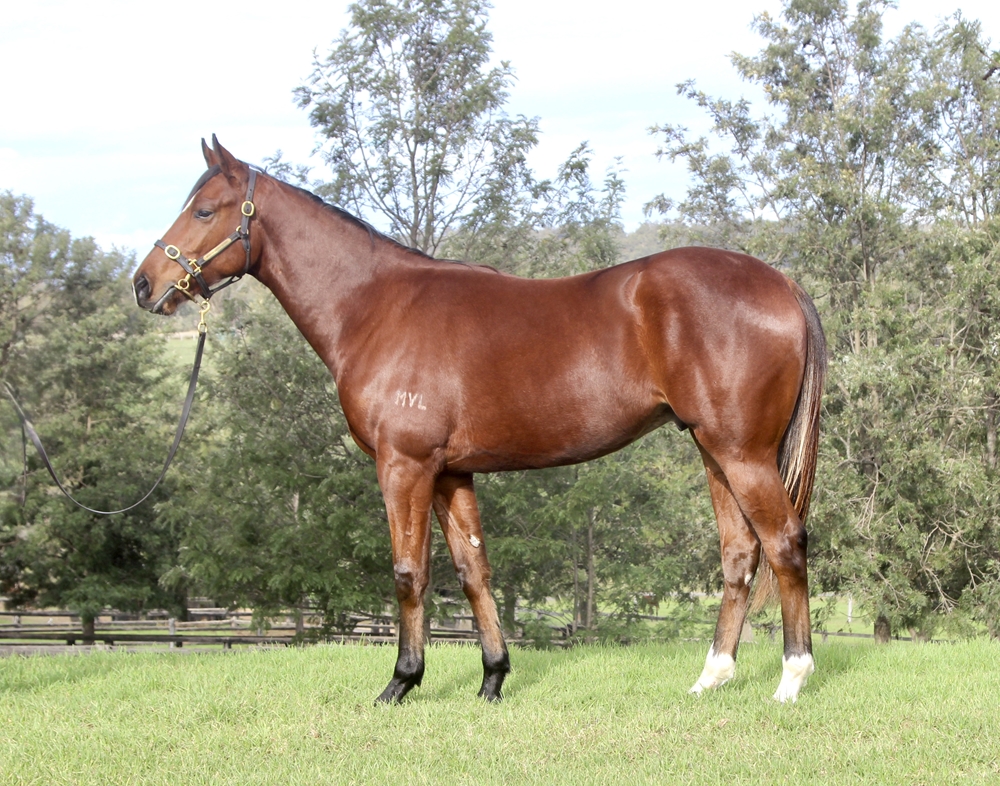 Bivouac (AUS) / Elliptical Orbit (USA) 2024 Colt - Image 1