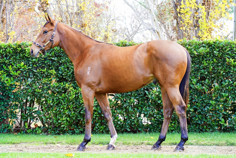 Ghaiyyath (IRE) / Sophiella (AUS) 2024 Colt - Image 1