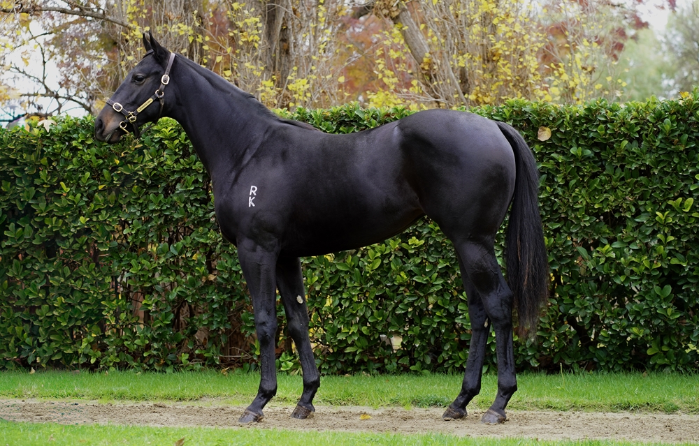 Pierata (AUS) / Gadoofies (AUS) 2024 Filly - Image 1