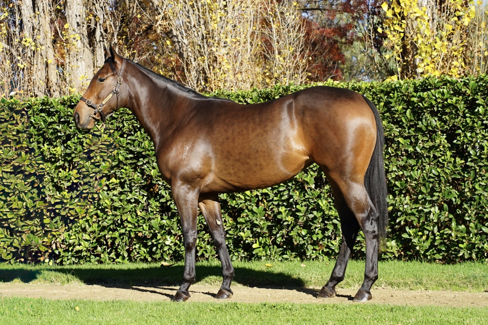 Cool Aza Beel (NZ) / Miss Hipstar (AUS) 2024 Filly - Image 1