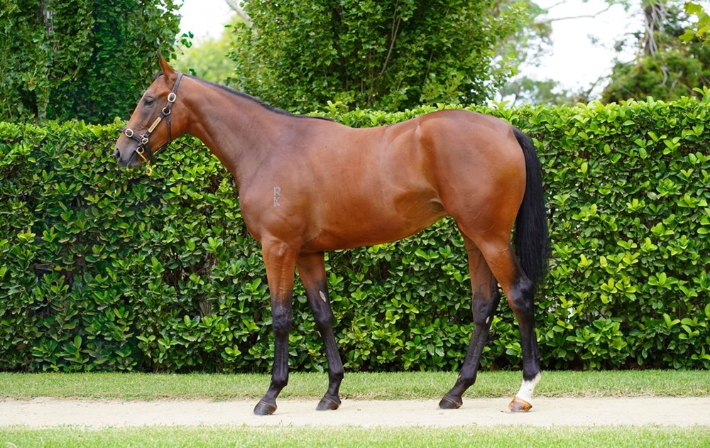 Cool Aza Beel (NZ) / My Choisir (AUS) 2024 Filly - Image 1