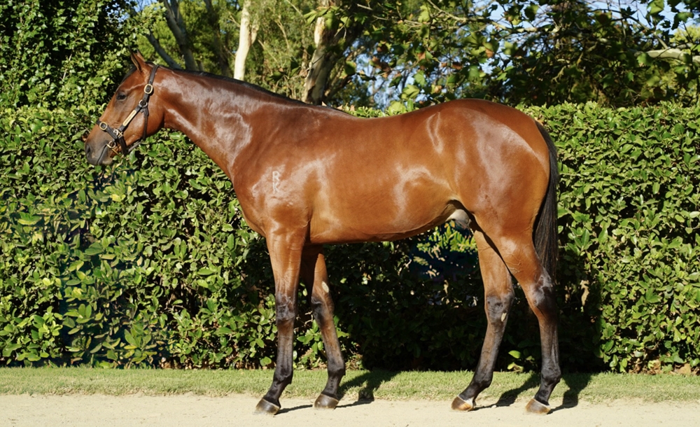 Dundeel (NZ) / Lunar Impact (AUS) 2024 Colt - Image 1