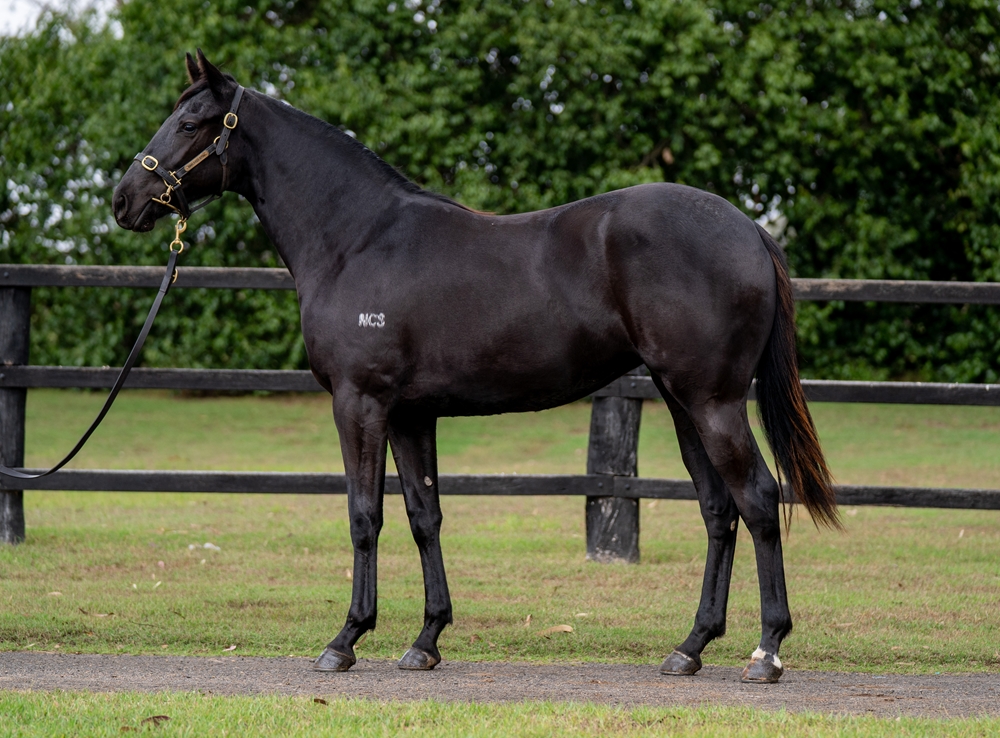 Exosphere (AUS) / Three Loves (IRE) 2024 Filly - Image 1