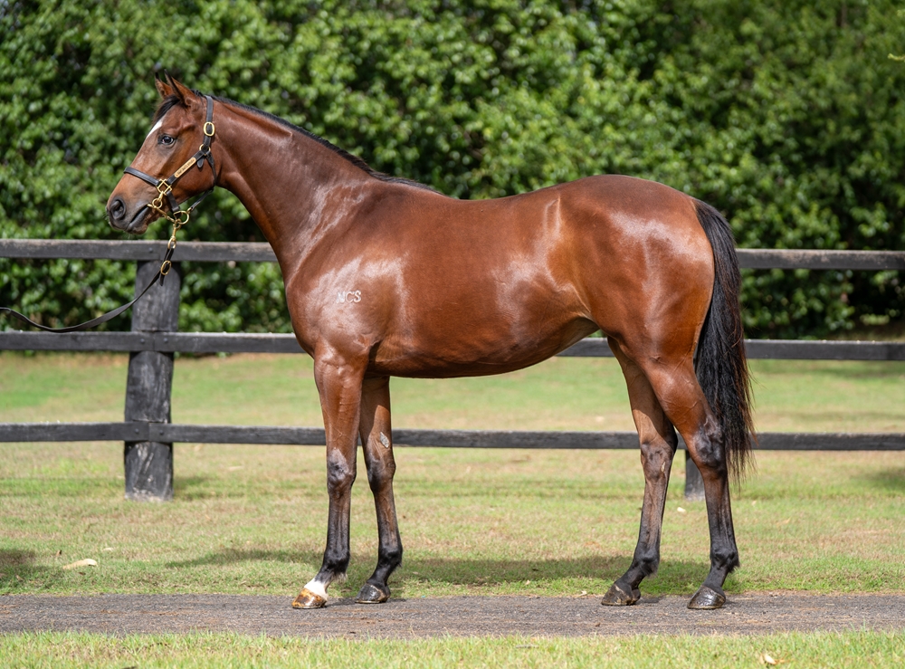 Admire Mars (JPN) / D'Oro Rain (AUS) 2024 Filly - Image 1