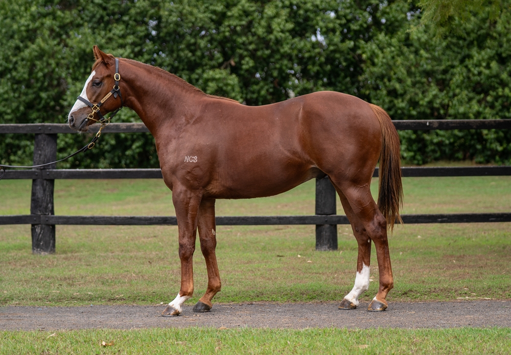 Power (GB) / Foxy Xenia (AUS) 2024 Colt - Image 1