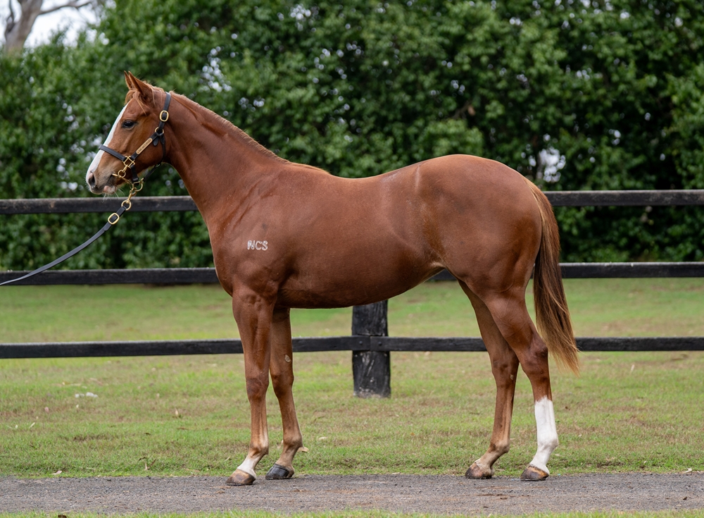 Power (GB) / Masked Maree (AUS) 2024 Filly - Image 1