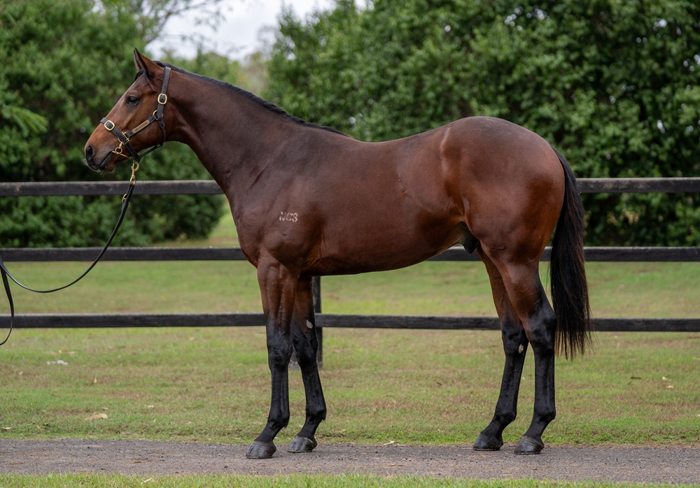 Prince Fawaz (AUS) / Colizani (AUS) 2024 Colt - Image 1