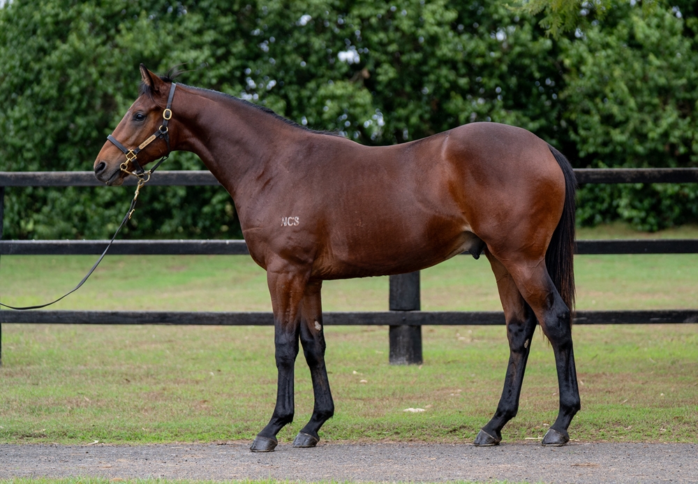 Prince Fawaz (AUS) / Come Follow Me (AUS) 2024 Colt - Image 1