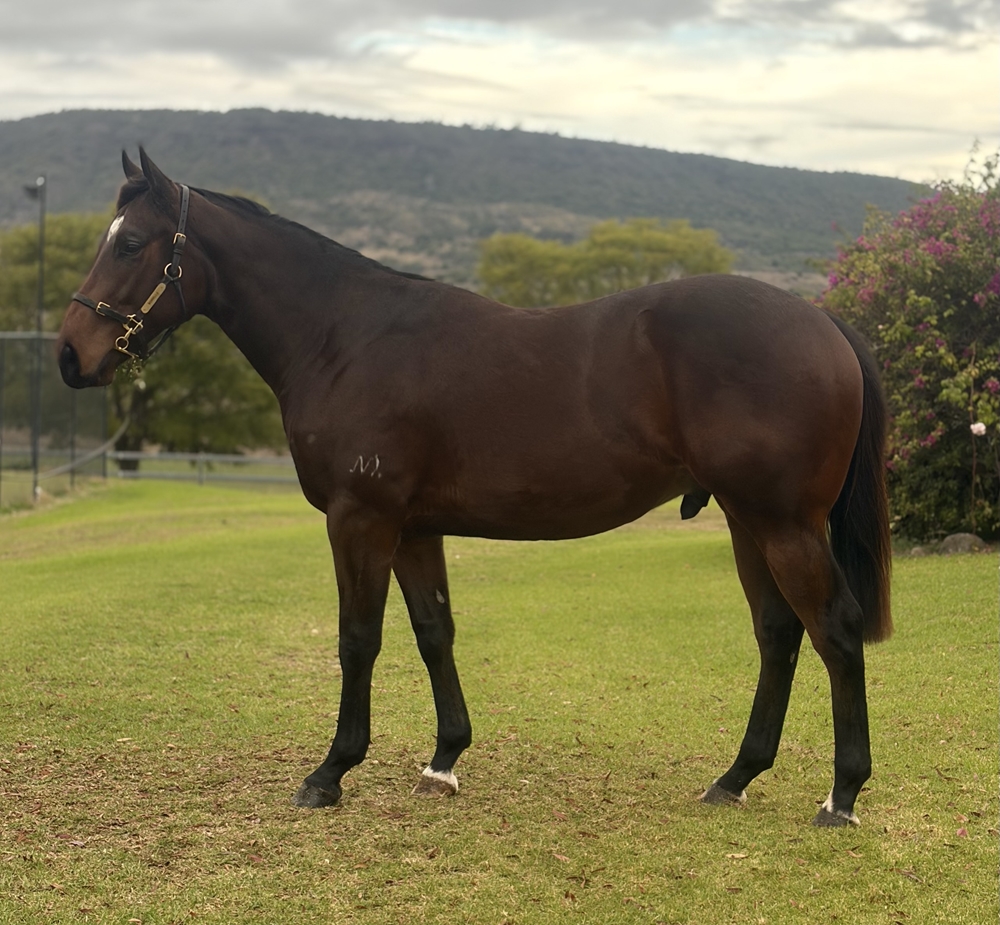 Tassort (AUS) / Kissame Mucho (AUS) 2024 G - Image 1