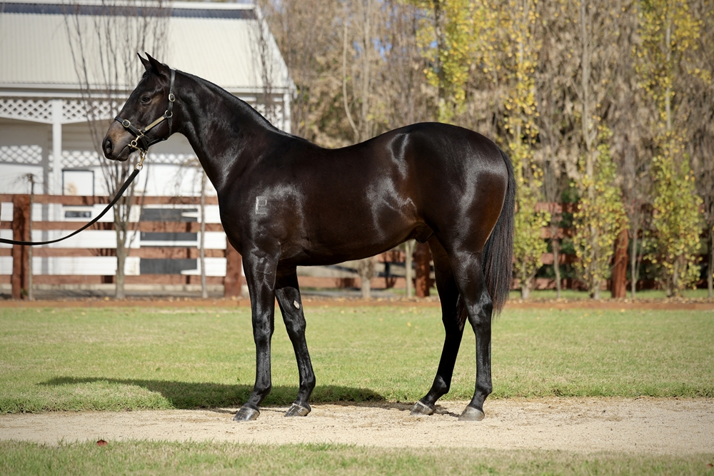 Cosmic Force (AUS) / Mona Dream (AUS) 2024 Colt - Image 1
