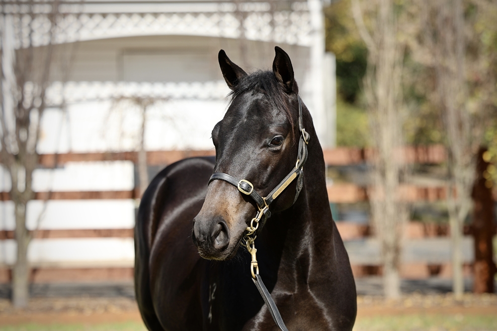 Cosmic Force (AUS) / Mona Dream (AUS) 2024 Colt - Image 2