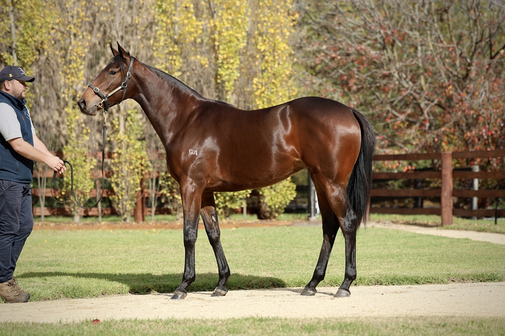Shamus Award (AUS) / Sandover (AUS) 2024 Filly - Image 1