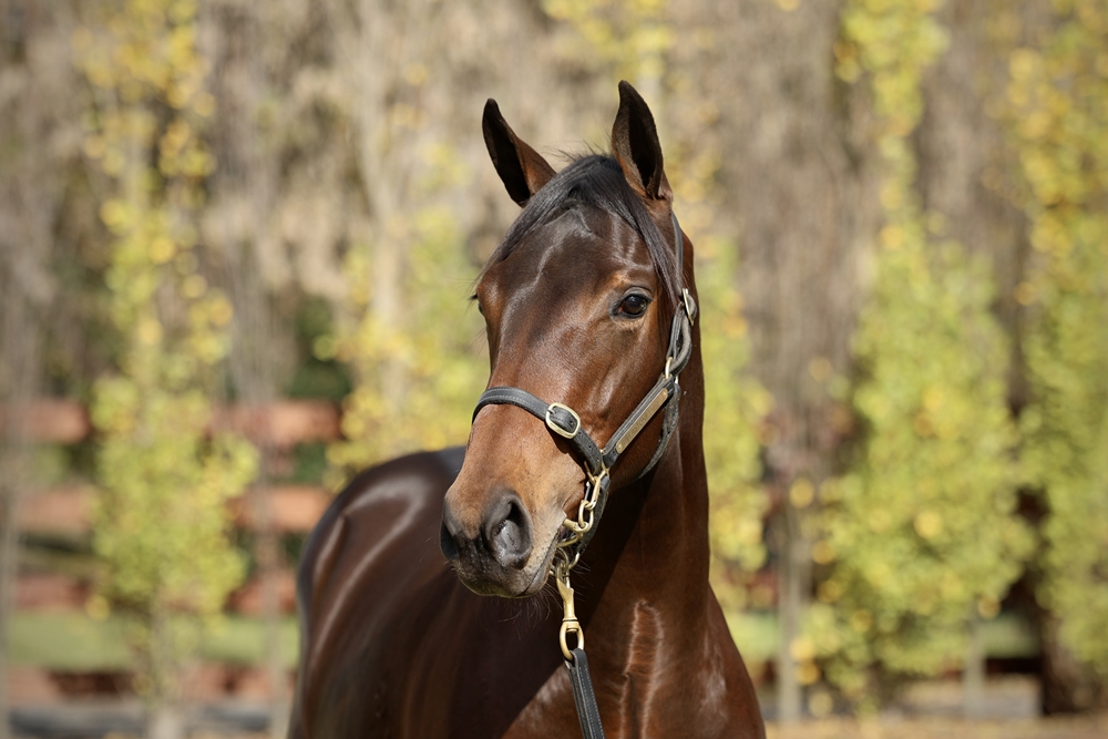 Shamus Award (AUS) / Sandover (AUS) 2024 Filly - Image 2