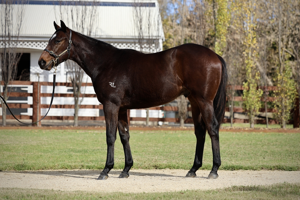 In the Congo (AUS) / Showcase (AUS) 2024 Colt - Image 1