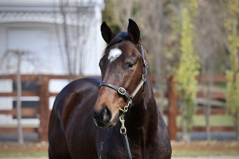 In the Congo (AUS) / Showcase (AUS) 2024 Colt - Image 2