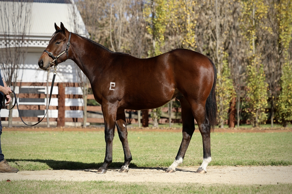 Zousain (AUS) / Something Violet (AUS) 2024 Colt - Image 1