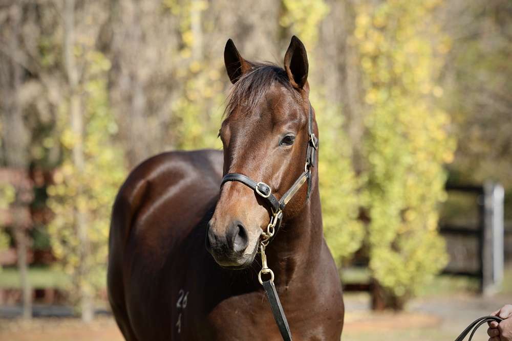 Zousain (AUS) / Something Violet (AUS) 2024 Colt - Image 2
