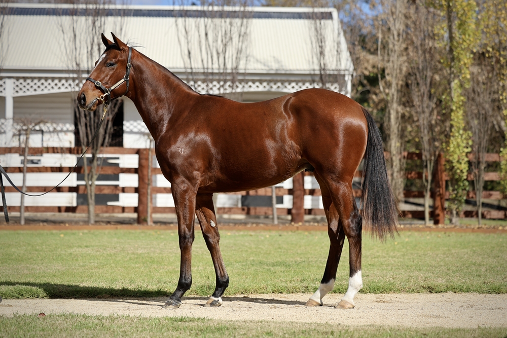 Cosmic Force (AUS) / Toffee (NZ) 2024 Colt - Image 1