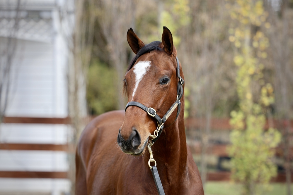 Cosmic Force (AUS) / Toffee (NZ) 2024 Colt - Image 2