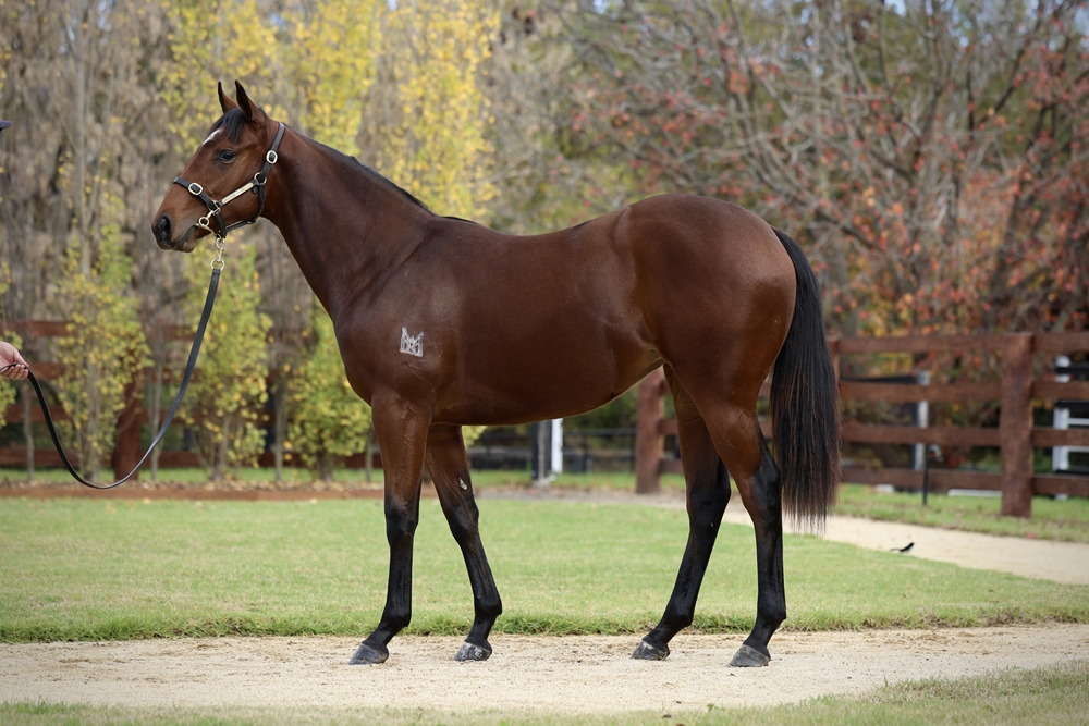 Cosmic Force (AUS) / Wonderbabe (AUS) 2024 Filly - Image 1