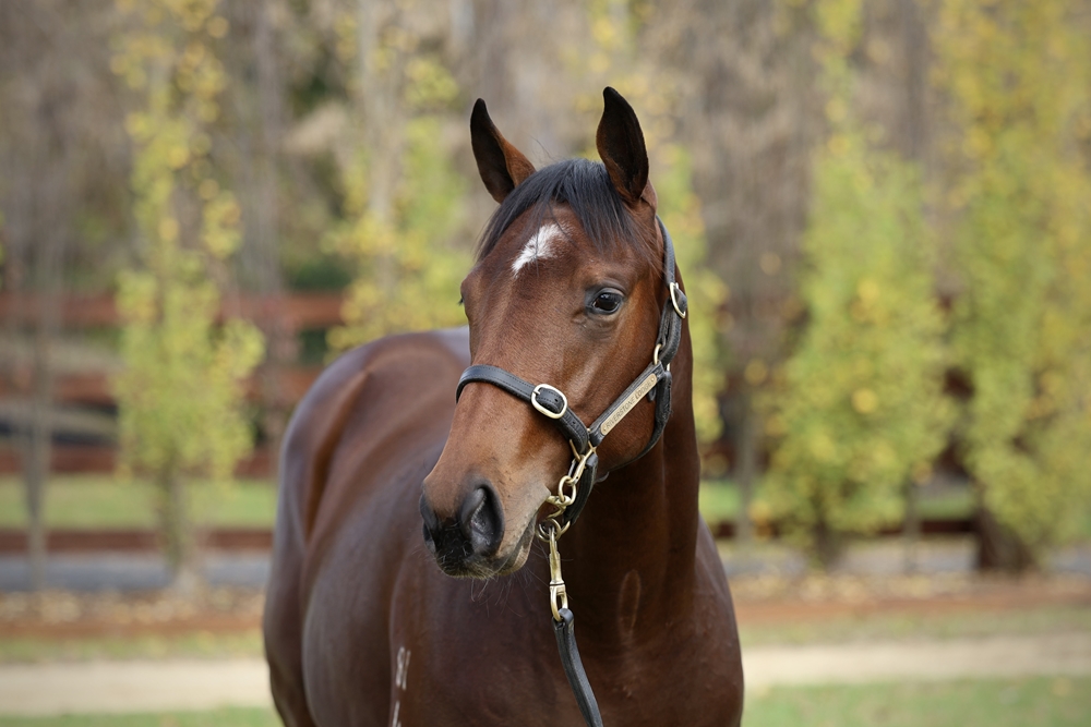 Cosmic Force (AUS) / Wonderbabe (AUS) 2024 Filly - Image 2