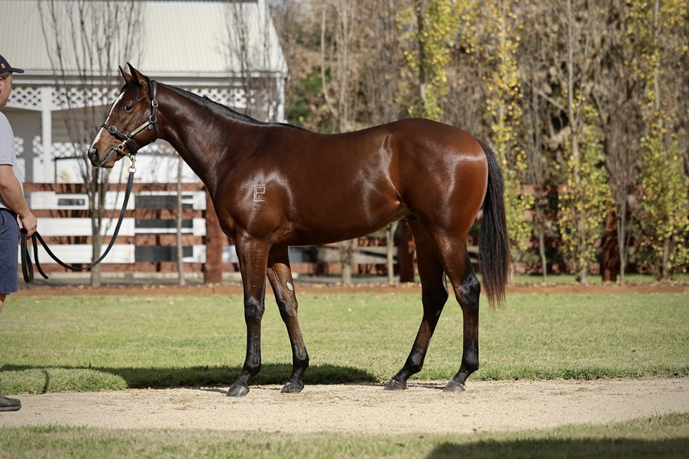 St Mark's Basilica (FR) / Canadian Gold (AUS) 2024 Colt - Image 1