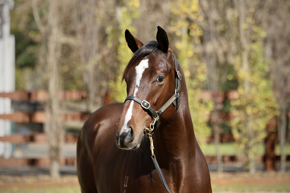 St Mark's Basilica (FR) / Canadian Gold (AUS) 2024 Colt - Image 2