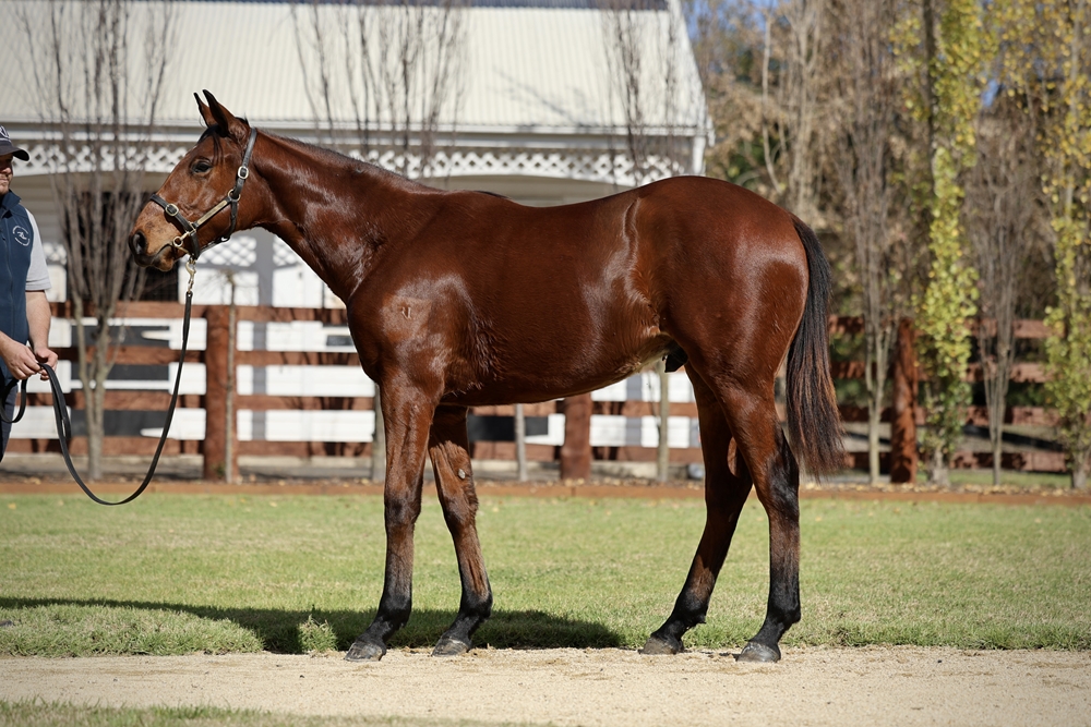 Capitalist (AUS) / Gesemi (NZ) 2024 Colt - Image 1