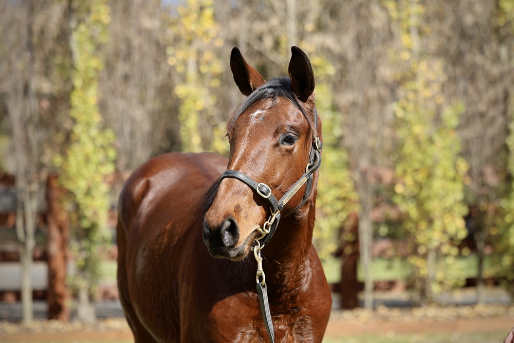 Capitalist (AUS) / Gesemi (NZ) 2024 Colt - Image 2