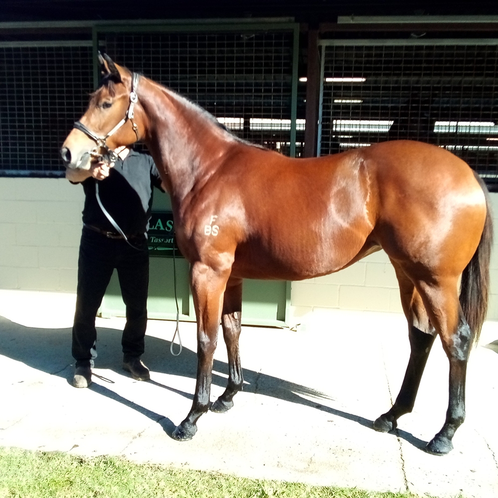 Tassort (AUS) / Opinionated (AUS) 2024 Filly - Image 1