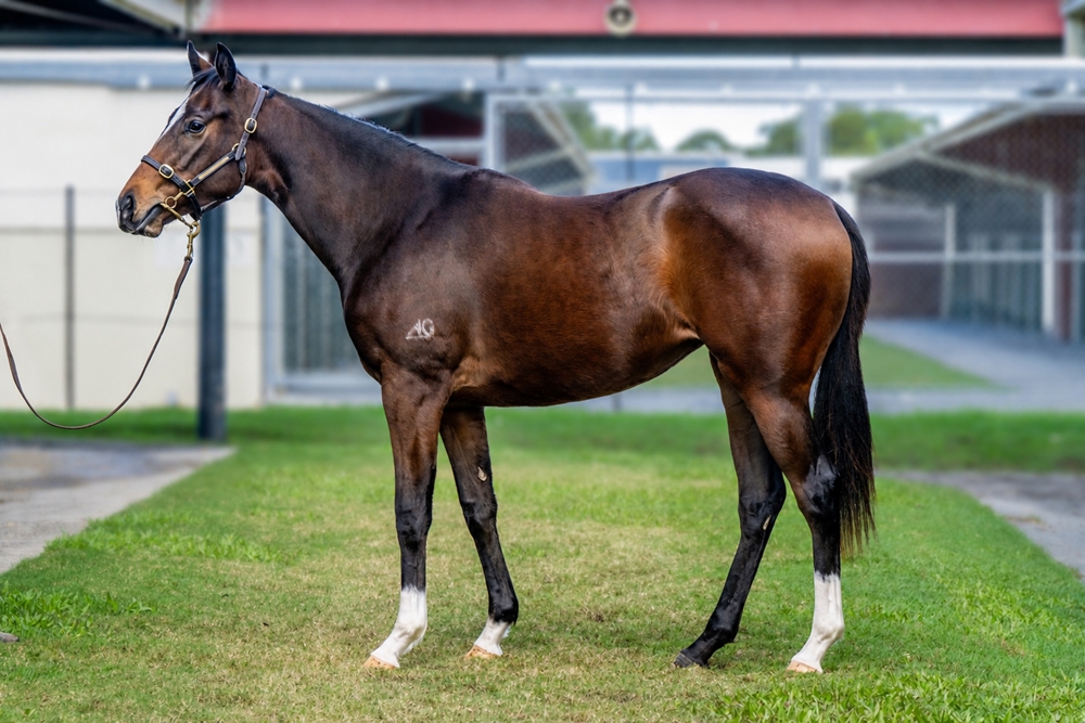 Bruckner (AUS) / La Marsa (AUS) 2024 Filly - Image 1