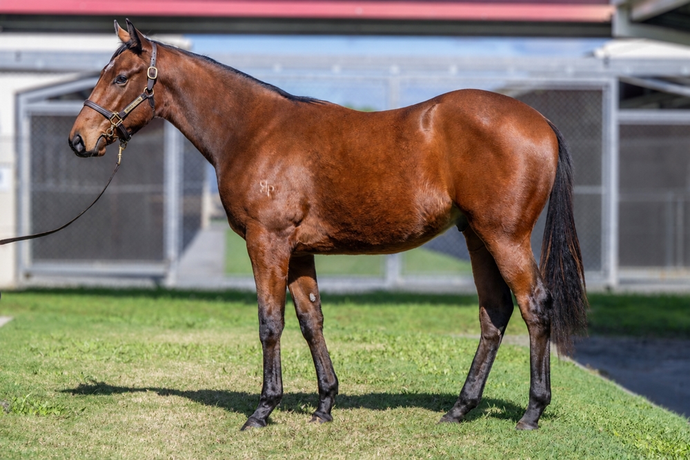 Wild Ruler (AUS) / Static (AUS) 2024 Colt - Image 1